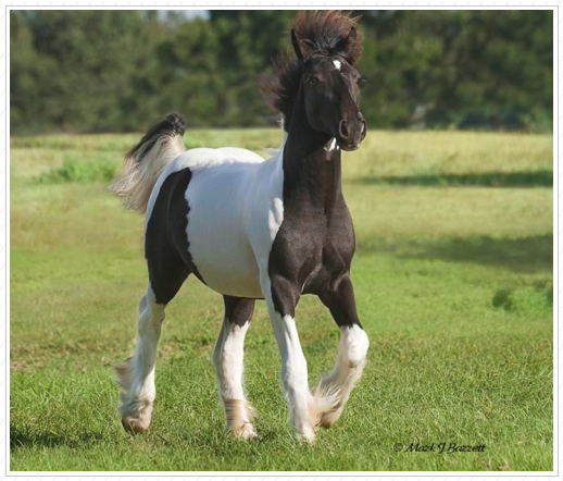 WR Silver Cloud is sold. WR Silver Cloud is sold.